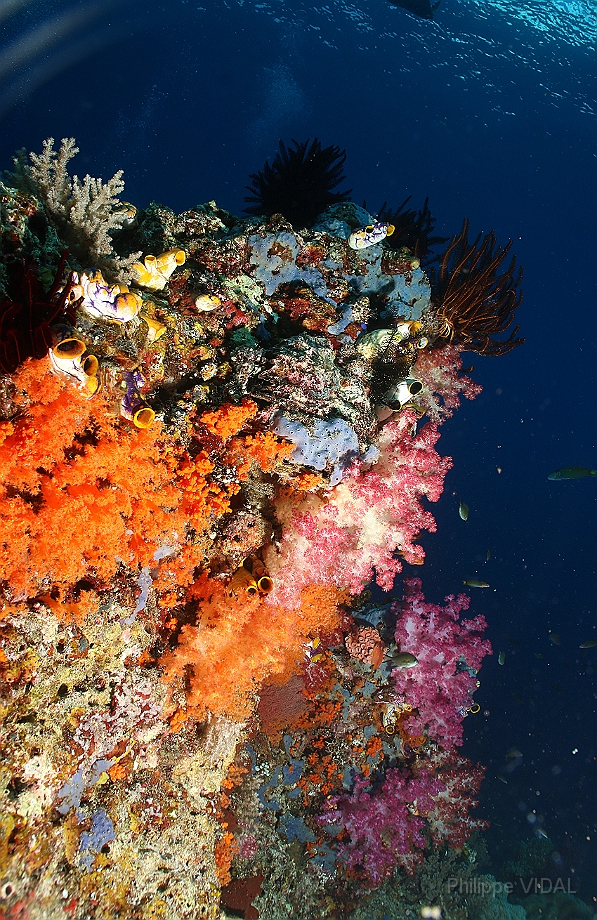 Raja Ampat 2016 - Corail - IMG_4411_rc.jpg